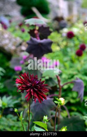 Dahlia chat noir,dalie,dark,viola,quasi nero,fiore,fiori,fioritura,perenne,RM Floral Foto Stock