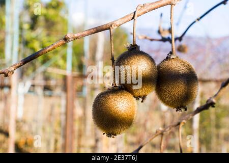 Kiwi sull'albero, kiwi albero e frutta, luce del sole del mattino Foto Stock