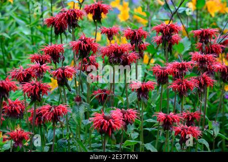 Monarda jacob cline, bergamotto, fiore rosso, fiori scarlatto, bordo caldo, letto caldo, perennials, beeebalm, bergamots, RM Floral Foto Stock