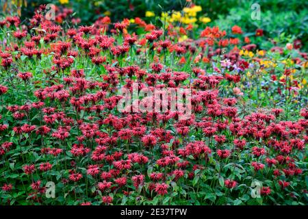 monarda jacob cline,bergamotto,fiore rosso,fiori scarlatto,bordo caldo,letto caldo,perenni,beebalm,bergamotti,RM Floral Foto Stock