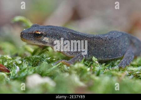 Un maschio adulto nuovo liscio, Lissotriton vulgaris su muschio verde Foto Stock