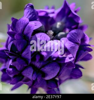 Las Vegas, NV, USA - 19 marzo 2016: Primo piano della fioritura iniziale della Campanula glomerata superba: Fiore di campanula a grappolo Foto Stock