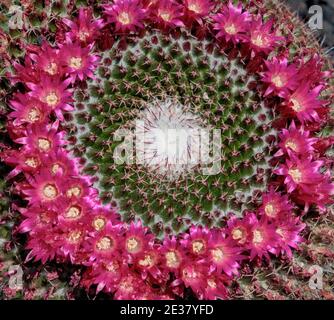 Arcadia, California, USA; 24 aprile 2019. Colorate fioriture primaverili e paesaggi esposti al Los Angeles County Arboretum. Foto Stock