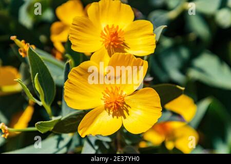 Arcadia, California, USA; 24 aprile 2019. Colorate fioriture primaverili e paesaggi esposti al Los Angeles County Arboretum. Foto Stock