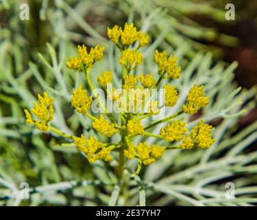 Arcadia, California, USA; 24 aprile 2019. Colorate fioriture primaverili e paesaggi esposti al Los Angeles County Arboretum. Foto Stock