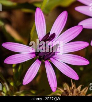 Arcadia, California, USA; 24 aprile 2019. Colorate fioriture primaverili e paesaggi esposti al Los Angeles County Arboretum. Foto Stock