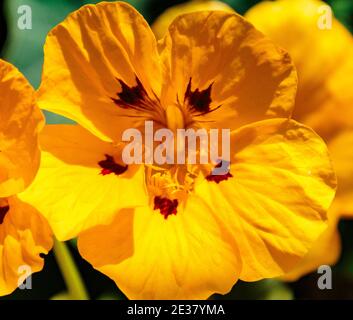 Arcadia, California, USA; 24 aprile 2019. Colorate fioriture primaverili e paesaggi esposti al Los Angeles County Arboretum. Foto Stock