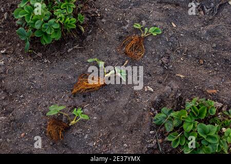 Una nuova semina di fragole con radici si trova in un patch di terra nel giardino vicino grande fragola verde boccole Foto Stock