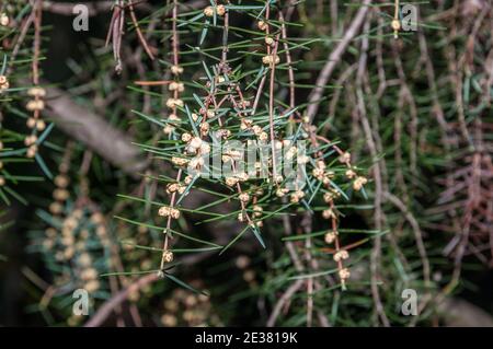 Coni maschio floriferi, ginepro di cade, juniperus oxycedrus, Catalogna, Spagna Foto Stock