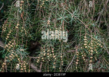 Coni maschio floriferi, ginepro di cade, juniperus oxycedrus, Catalogna, Spagna Foto Stock