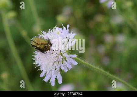 Il coleottero del fiore. La Cetonia aurata, detta la rosetta o la rosetta verde, è un coleottero, lungo 20 mm, che ha un gre metallico strutturalmente colorato Foto Stock