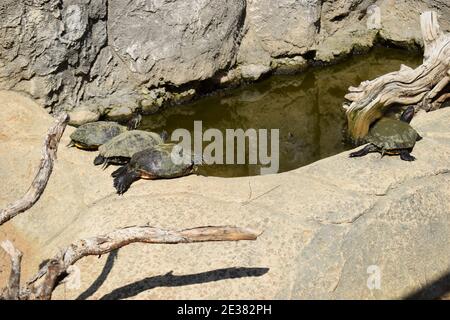 Tartarughe prendere un bagno di sole sulla roccia vicino stagno. Tartarughe di gruppo al sole sullo stagno. Tartarughe acquatiche che riposano su una roccia fuori dall'acqua Foto Stock