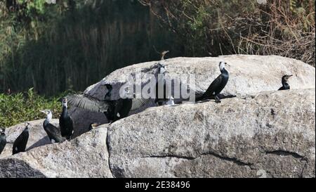 Ägypten - Philae Tempel - Assuan - Nubisches Dorf Foto Stock