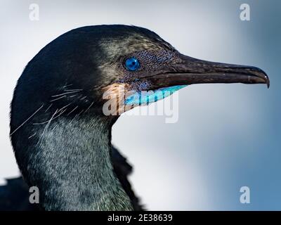 Gli incredibili occhi blu del cormorano di Brandt, Phalacrocorax penicillatus, un allevamento di uccelli marine sulle scogliere della baia di la Jolla, San Diego, California, Foto Stock