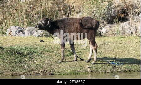 Ägypten - Philae Tempel - Assuan - Nubisches Dorf Foto Stock