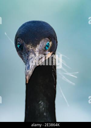 Gli incredibili occhi blu del cormorano di Brandt, Phalacrocorax penicillatus, un allevamento di uccelli marine sulle scogliere della baia di la Jolla, San Diego, California, Foto Stock