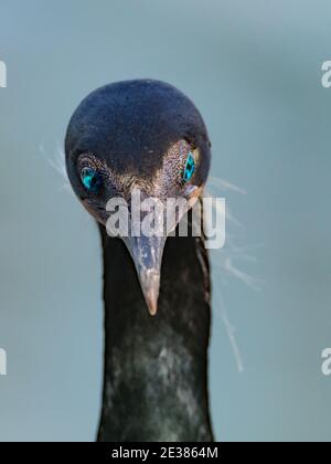 Gli incredibili occhi blu del cormorano di Brandt, Phalacrocorax penicillatus, un allevamento di uccelli marine sulle scogliere della baia di la Jolla, San Diego, California, Foto Stock