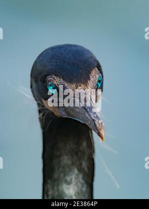 Gli incredibili occhi blu del cormorano di Brandt, Phalacrocorax penicillatus, un allevamento di uccelli marine sulle scogliere della baia di la Jolla, San Diego, California, Foto Stock