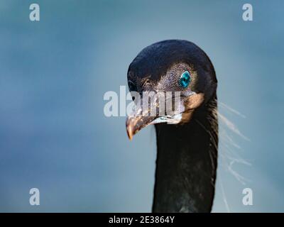 Gli incredibili occhi blu del cormorano di Brandt, Phalacrocorax penicillatus, un allevamento di uccelli marine sulle scogliere della baia di la Jolla, San Diego, California, Foto Stock