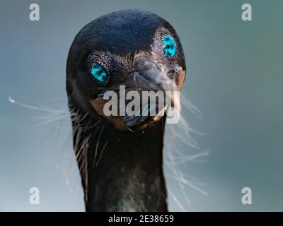 Gli incredibili occhi blu del cormorano di Brandt, Phalacrocorax penicillatus, un allevamento di uccelli marine sulle scogliere della baia di la Jolla, San Diego, California, Foto Stock