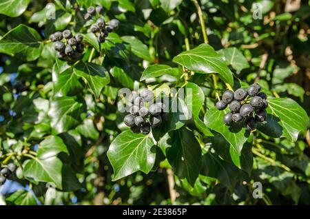 Bacche nere su edera di arrampicata nel sole invernale in un hedgerow in Hampshire, Regno Unito. Foto Stock