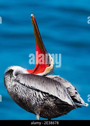 Pellicano bruno, Pelecanus occidentalis, un uccello che nidificano in un piumaggio di riproduzione stupefacente sulle scogliere a la Jolla Cove, San Diego, California, Stati Uniti Foto Stock