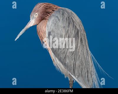 Eret rossastro, Ergretta rufescens, lungo il fiume San Diego, Ocean Beach, San Diego, California, USA Foto Stock