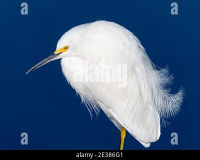 Garzetta innevata, Egretta Thula, che mostra un incredibile piumaggio al fiume San Diego, California, Stati Uniti Foto Stock