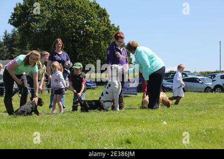 Muirkiirk, East Ayrshire, Scozia, Regno Unito, Village Agricultural Show, agricoltori locali e le famiglie più si incontrano e competono con bestiame, pecore e bestiame in mostra Foto Stock