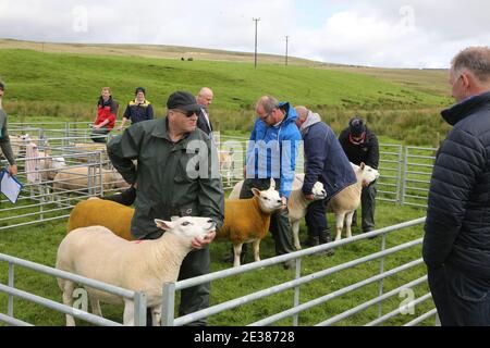 Muirkiirk, East Ayrshire, Scozia, Regno Unito, Village Agricultural Show, agricoltori locali e le famiglie più si incontrano e competono con bestiame, pecore e bestiame in mostra. La concorrenza delle pecore Foto Stock