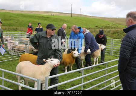 Muirkiirk, East Ayrshire, Scozia, Regno Unito, Village Agricultural Show, agricoltori locali e le famiglie più si incontrano e competono con bestiame, pecore e bestiame in mostra. La concorrenza delle pecore Foto Stock