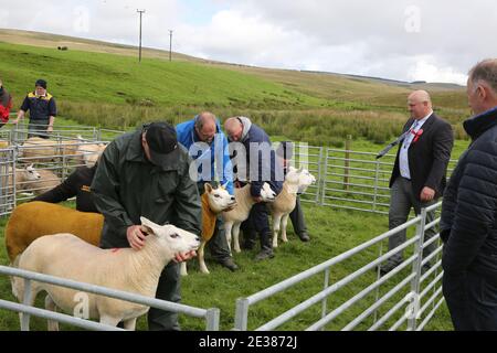 Muirkiirk, East Ayrshire, Scozia, Regno Unito, Village Agricultural Show, agricoltori locali e le famiglie più si incontrano e competono con bestiame, pecore e bestiame in mostra. La concorrenza delle pecore Foto Stock