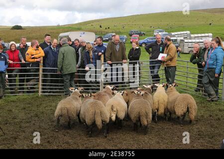 Muirkiirk, East Ayrshire, Scozia, Regno Unito, Village Agricultural Show, agricoltori locali e le famiglie più si incontrano e competono con bestiame, pecore e bestiame in mostra. Il contadino guarda le pecore che vengono sfilate intorno all'anello dello spettacolo mentre si verifica la valutazione Foto Stock