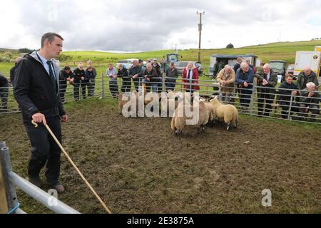 Muirkiirk, East Ayrshire, Scozia, Regno Unito, Village Agricultural Show, agricoltori locali e le famiglie più si incontrano e competono con bestiame, pecore e bestiame in mostra. Il contadino guarda le pecore che vengono sfilate intorno all'anello dello spettacolo mentre si verifica la valutazione Foto Stock