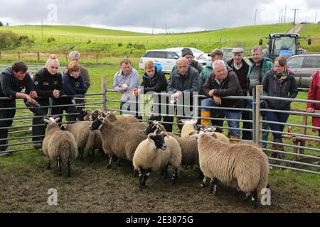 Muirkiirk, East Ayrshire, Scozia, Regno Unito, Village Agricultural Show, agricoltori locali e le famiglie più si incontrano e competono con bestiame, pecore e bestiame in mostra. Il contadino guarda le pecore che vengono sfilate intorno all'anello dello spettacolo mentre si verifica la valutazione Foto Stock