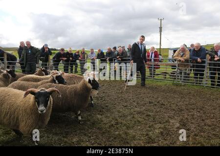 Muirkiirk, East Ayrshire, Scozia, Regno Unito, Village Agricultural Show, agricoltori locali e le famiglie più si incontrano e competono con bestiame, pecore e bestiame in mostra. Il contadino guarda le pecore che vengono sfilate intorno all'anello dello spettacolo mentre si verifica la valutazione Foto Stock