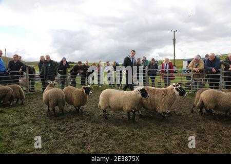 Muirkiirk, East Ayrshire, Scozia, Regno Unito, Village Agricultural Show, agricoltori locali e le famiglie più si incontrano e competono con bestiame, pecore e bestiame in mostra. Il contadino guarda le pecore che vengono sfilate intorno all'anello dello spettacolo mentre si verifica la valutazione Foto Stock