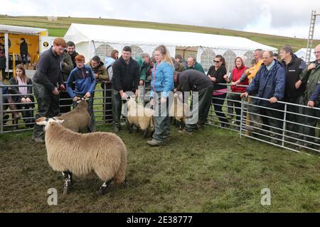 Muirkiirk, East Ayrshire, Scozia, Regno Unito, Village Agricultural Show, agricoltori locali e le famiglie più si incontrano e competono con bestiame, pecore e bestiame in mostra. Il contadino guarda le pecore che vengono sfilate intorno all'anello dello spettacolo mentre si verifica la valutazione Foto Stock