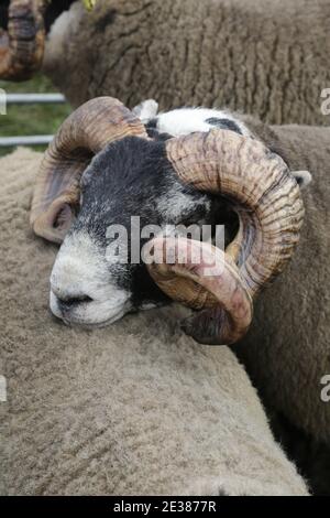 Muirkiirk, East Ayrshire, Scozia, Regno Unito, Village Agricultural Show, agricoltori locali e le famiglie più si incontrano e competono con bestiame, pecore e bestiame in mostra Foto Stock