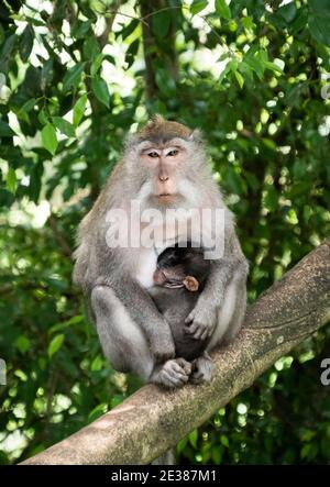 Madre di scimmia macaque con neonato tra le braccia Foto Stock