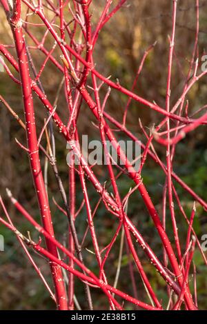 Cornus sanguinea, comune dogwood rosso ramoscelli primo piano, Regno Unito, durante l'inverno Foto Stock