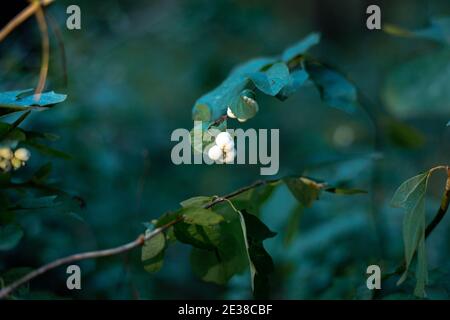 Bacche di neve bianca o di wolfberry nella foresta. Foto Stock