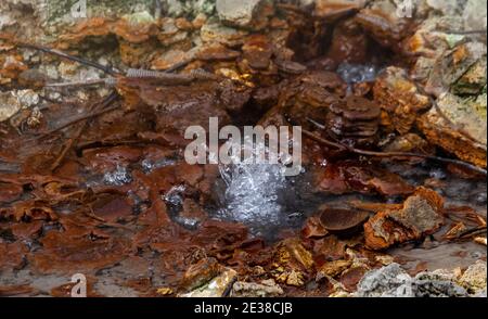 Zona termale a Furnas, isola di Sao Miguel, Azzorre. Foto Stock