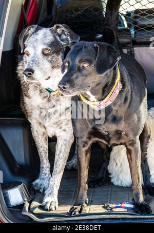 Tre cani sul retro di un SUV Foto Stock