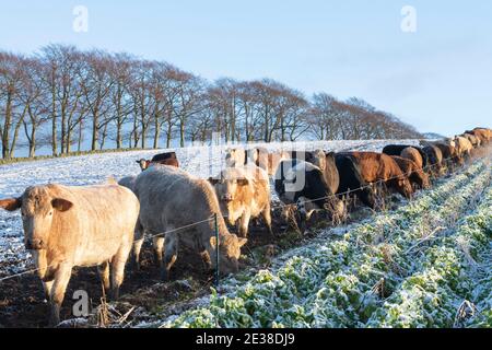 Una mandria di bestiame bovino è alimentata una striscia di Turnips, un raccolto di Fodder, poco dopo l'alba in un campo coperto di neve su una fattoria in Aberdeenshire Foto Stock