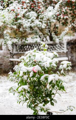 camellia sotto la neve nel giardino, paesaggio romantico Foto Stock