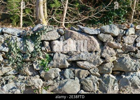 pietra di granito muro asciutto con edera Foto Stock