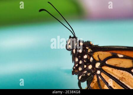 Primo piano estremo di una testa a farfalla monarca. Foto Stock