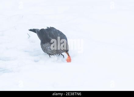 Una femmina di uccello nero che mangia mela nella neve. Foto Stock