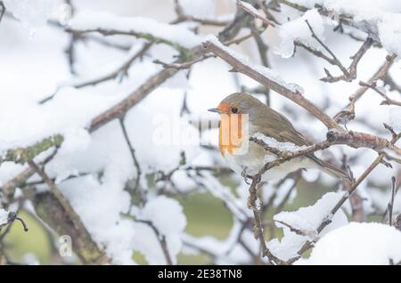 Un ladrone eurasiatico (Erithacus rubecula) arroccato in rami innevati. Foto Stock